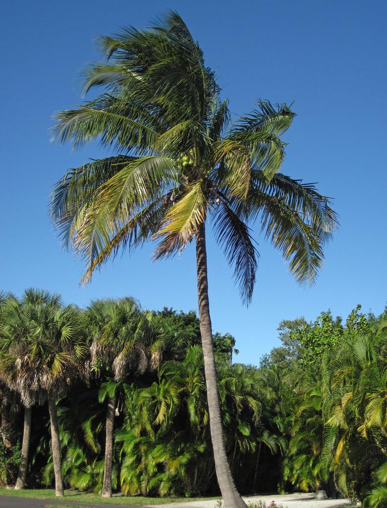 RealPalmTree